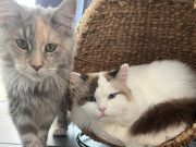 Présentation de la race Maine Coon Race Maine Coon