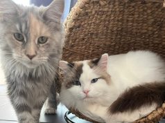 Présentation de la race Maine Coon Race Maine Coon