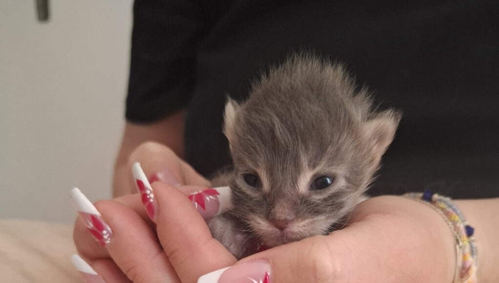 Aito - Chaton mâle