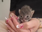 Aito – Chaton mâle Aito - Chaton mâle