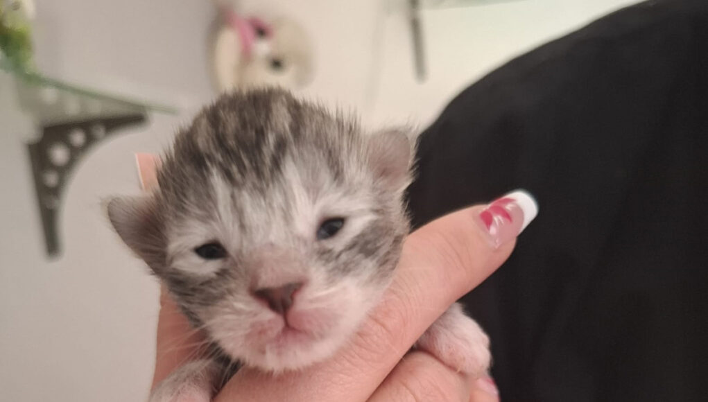 Ata -Chaton femelle