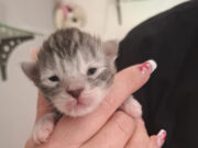 Ata -Chaton femelle Ata -Chaton femelle