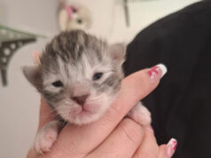 Ata -Chaton femelle Ata -Chaton femelle