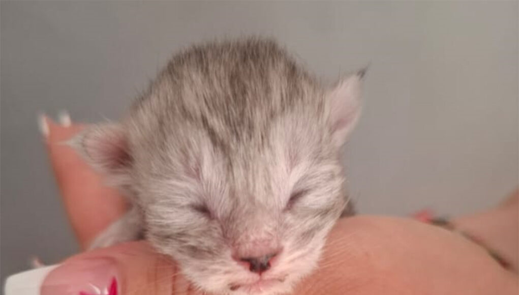 Aria - chaton femelle