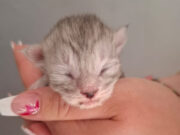 Aria – chaton femelle Aria - chaton femelle