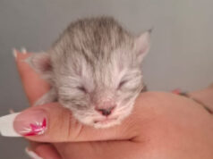 Aria – chaton femelle Aria - chaton femelle